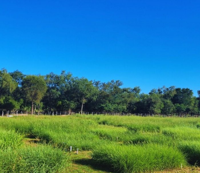Diversificar la base forrajera para mejorar la producción ganadera