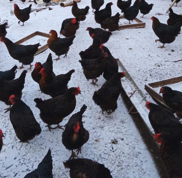 Tecnología para incrementar la producción de huevos en invierno