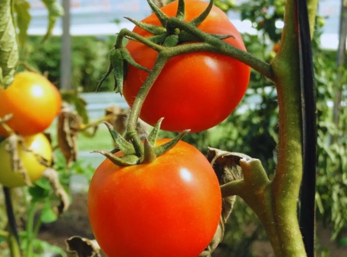 Agentes biológicos: una alternativa para controlar los nematodos en cultivos hortícolas