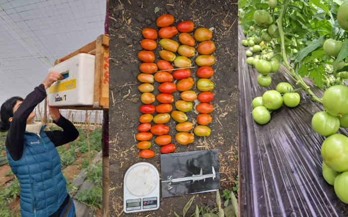 Más rinde y calidad al ritmo del zumbido: ¿Nuevos polinizadores para la horticultura?
