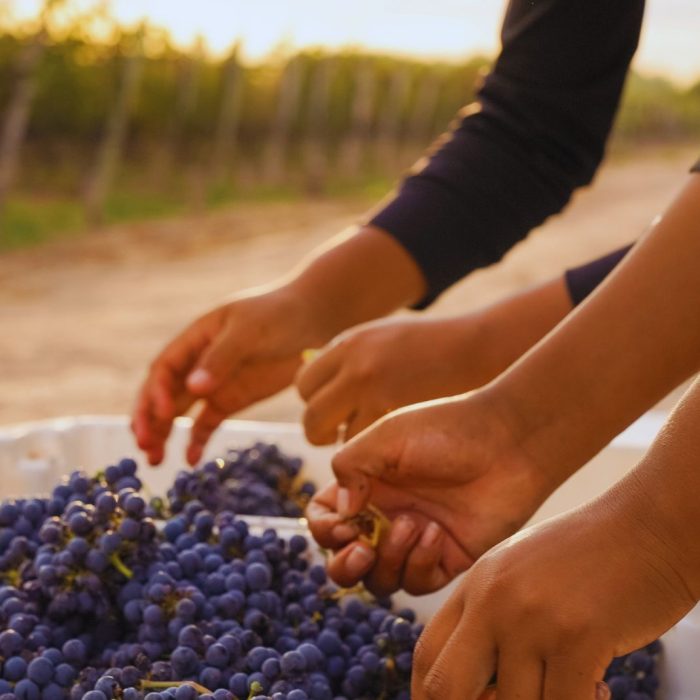 Cinco experiencias que conectan producción, cultura y naturaleza