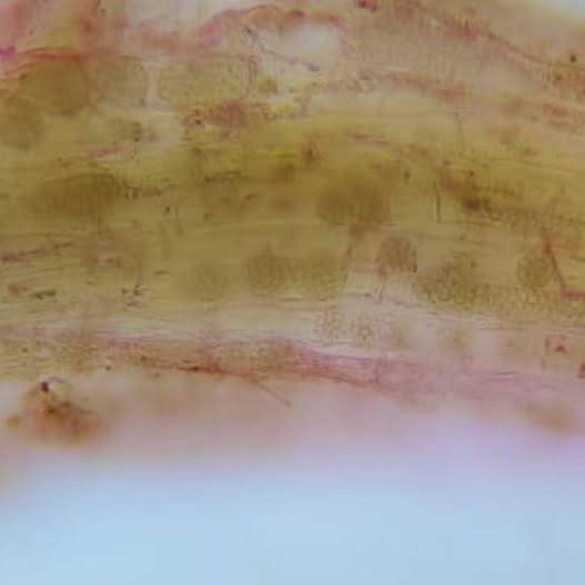 ¿Qué es el virus del mosaico necrótico del arroz?